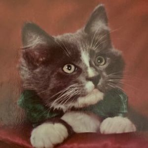 Meow..Offers Welcomed!